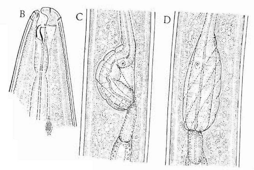 Представитель Семейства Falcihastidae